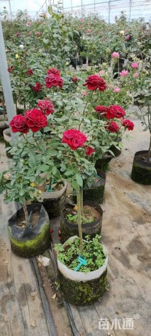 1.5公分树状月季