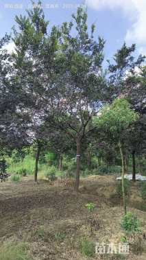 15公分朴树