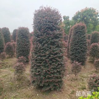 高度100厘米红花继木柱