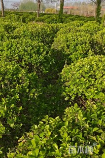 冠幅1.8厘米卫矛球