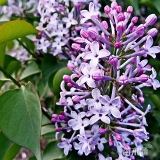 高度60厘米丁香小苗