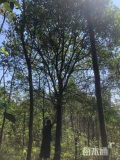 15公分红果冬青