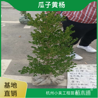 高度80厘米瓜子黄杨