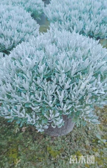 高度80厘米芙蓉菊