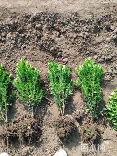 高度30厘米小叶黄杨