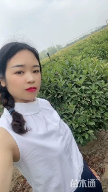 冠幅150厘米红叶石楠球