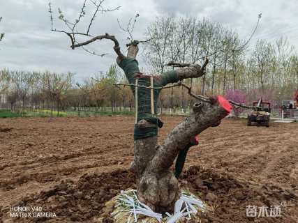 40公分苹果树