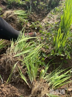 高度30厘米黄菖蒲