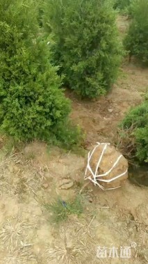 高度100厘米塔柏