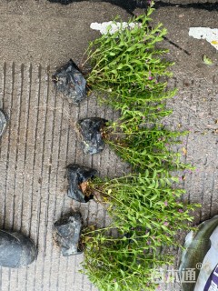 高度25厘米满天星