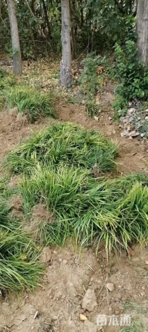 高度18厘米中叶麦冬