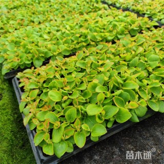 高度8厘米四季海棠