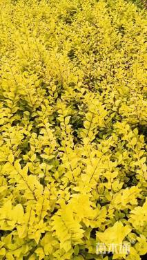 高度30厘米金森女贞