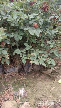 高度30厘米月季小苗