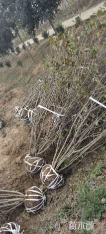 高度260厘米紫荆