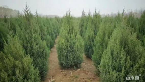 高度300厘米蜀桧