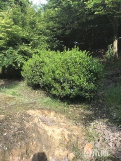 冠幅120厘米无刺枸骨球