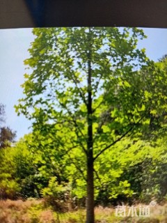 马褂不