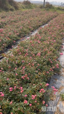 高度20厘米丛生月季