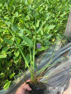 高度30厘米梭鱼草