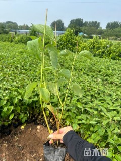 高度35厘米红瑞木