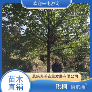 14公分珙桐