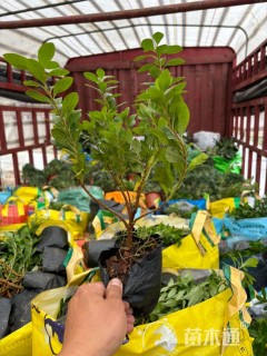 高度30厘米米兰