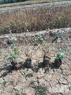 高度30厘米卫矛