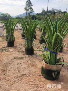 高度30厘米银边龙舌兰