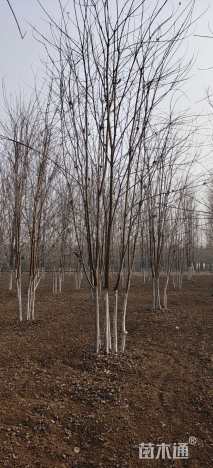 高度400厘米丛生美国红枫