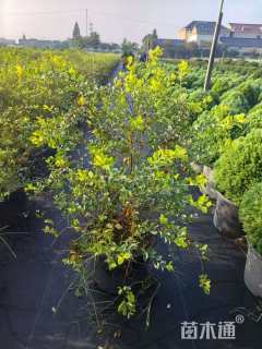 高度50厘米菱叶绣线菊