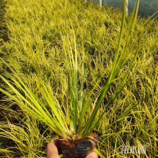 高度35厘米金线菖蒲