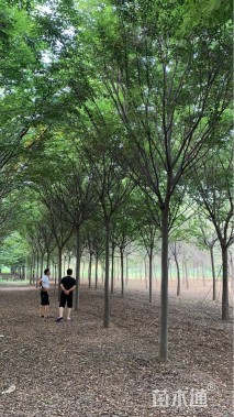 15公分榉树