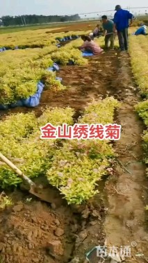 高度30厘米金山绣线菊