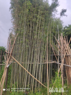 容器苗刚竹