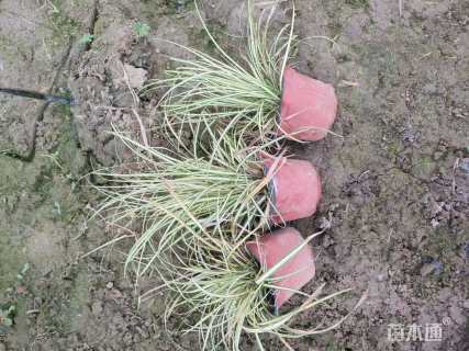 高度20厘米金叶苔草