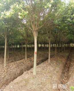 15公分高杆女贞