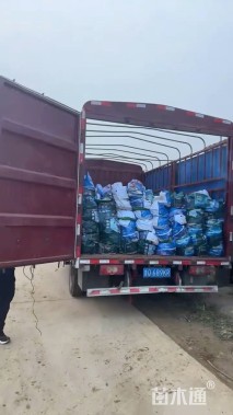 白苞爵床基地直销     白苞爵床种植基地