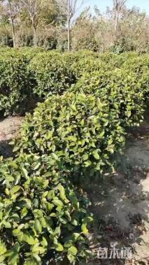 冠幅100厘米含笑球