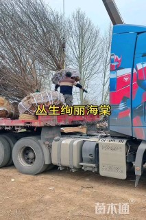 高度500厘米丛生海棠