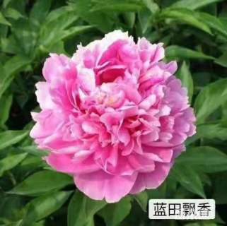 高度40厘米牡丹