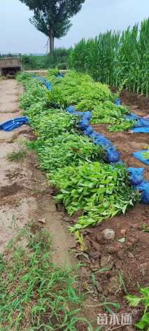 高度80厘米红王子锦带