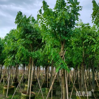 9公分腊肠树