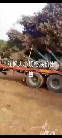 8公分红枫