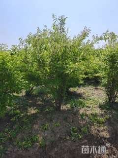 高度200厘米金银木