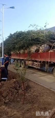 15公分白蜡