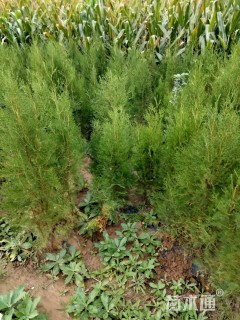 高度150厘米侧柏