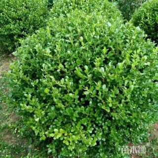 冠幅100厘米小叶黄杨球