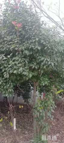 12公分红叶石楠