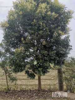 10公分大叶女贞